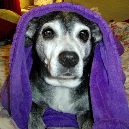 Featured-image-Stu-500x500 Stu the Jack Russel / Lab mix with Immobility