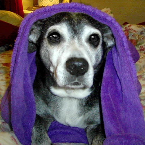 Stu the Jack Russel / Lab mix with Immobility