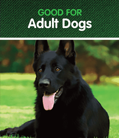 adult-dog-title-image Nzymes for Senior Dogs