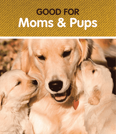 mother-dog-title-image Nzymes for Mother Dogs