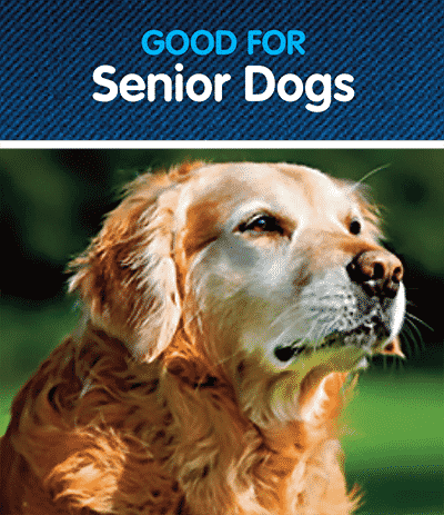 senior-dog-title-image Nzymes for Senior Dogs