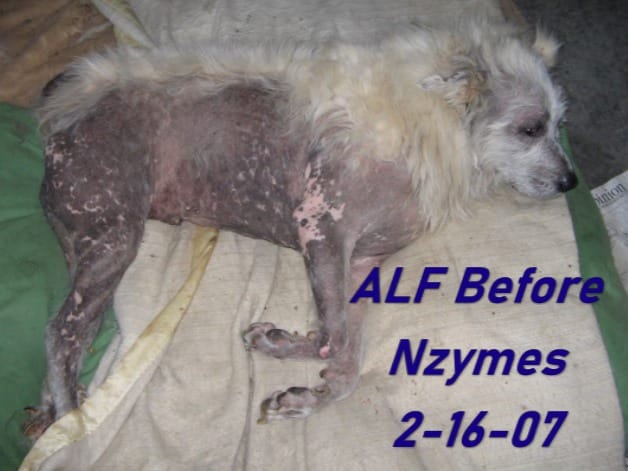 Alf-before-Nzymes