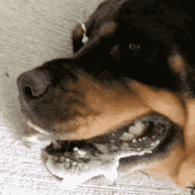 Rottweiler having seizure frothing at mouth