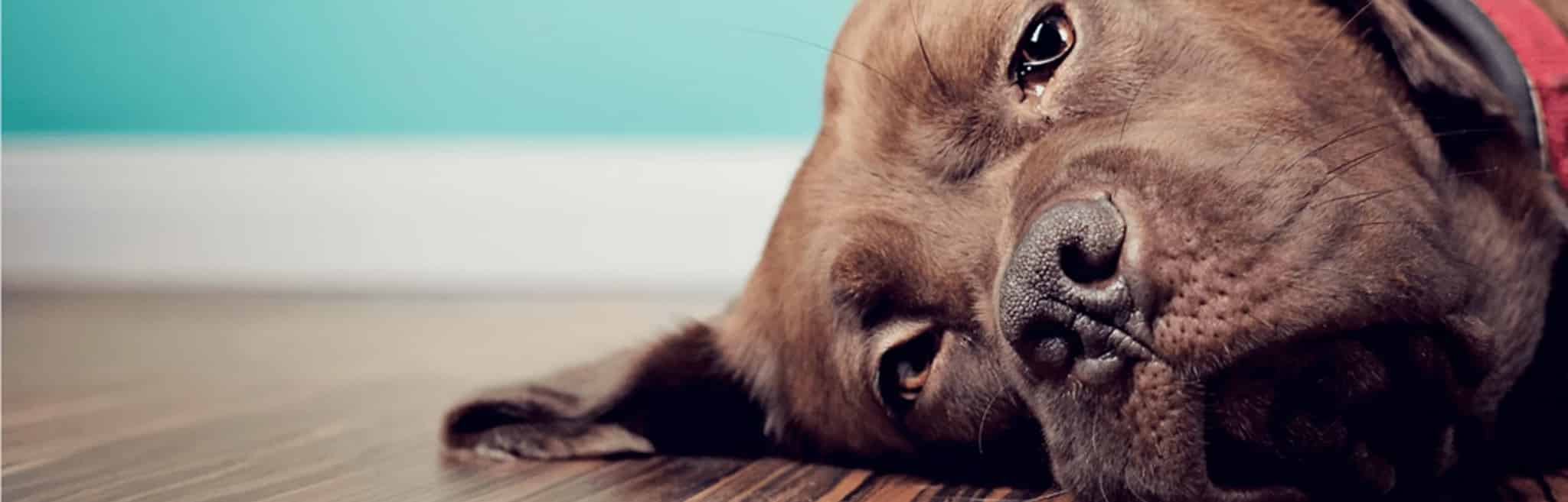 Metabolic Issues in Dogs