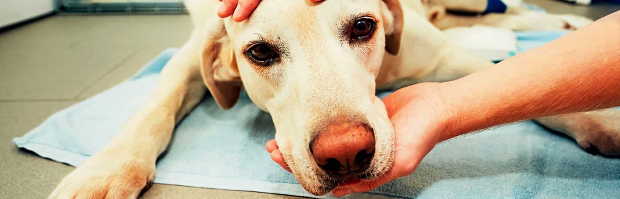 hdr-dog-seizure-epilepsy Support for Dog Seizures or Epilepsy