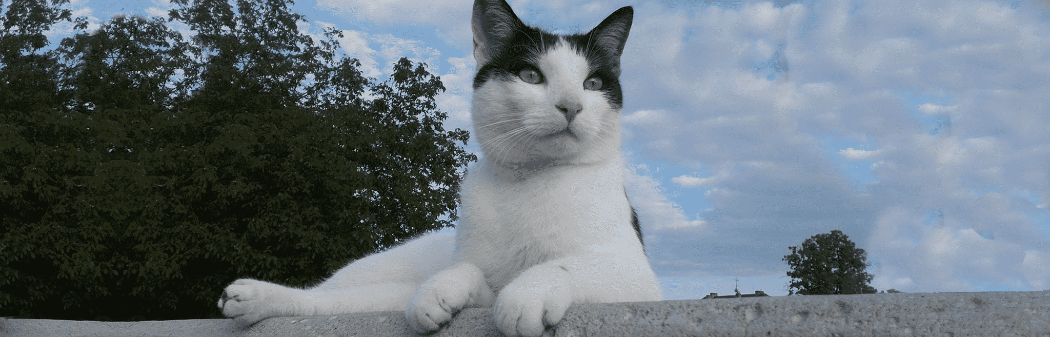 hdr-cat-skin-coat-main-image skin and coat issues in cats