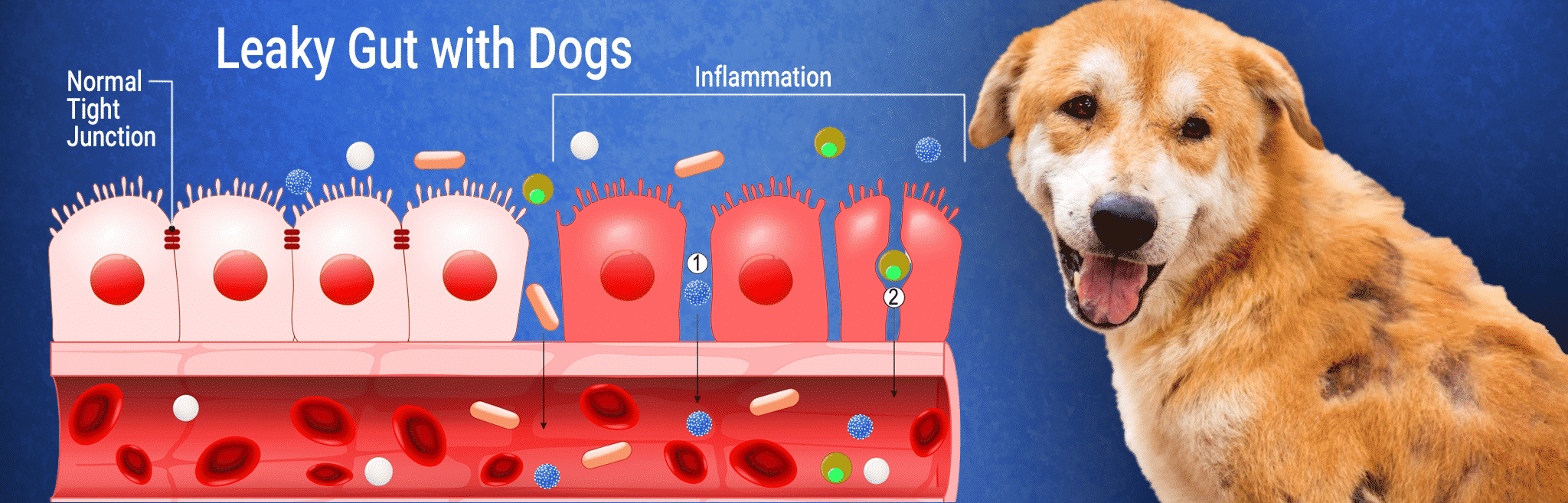 Dog Leaky Gut