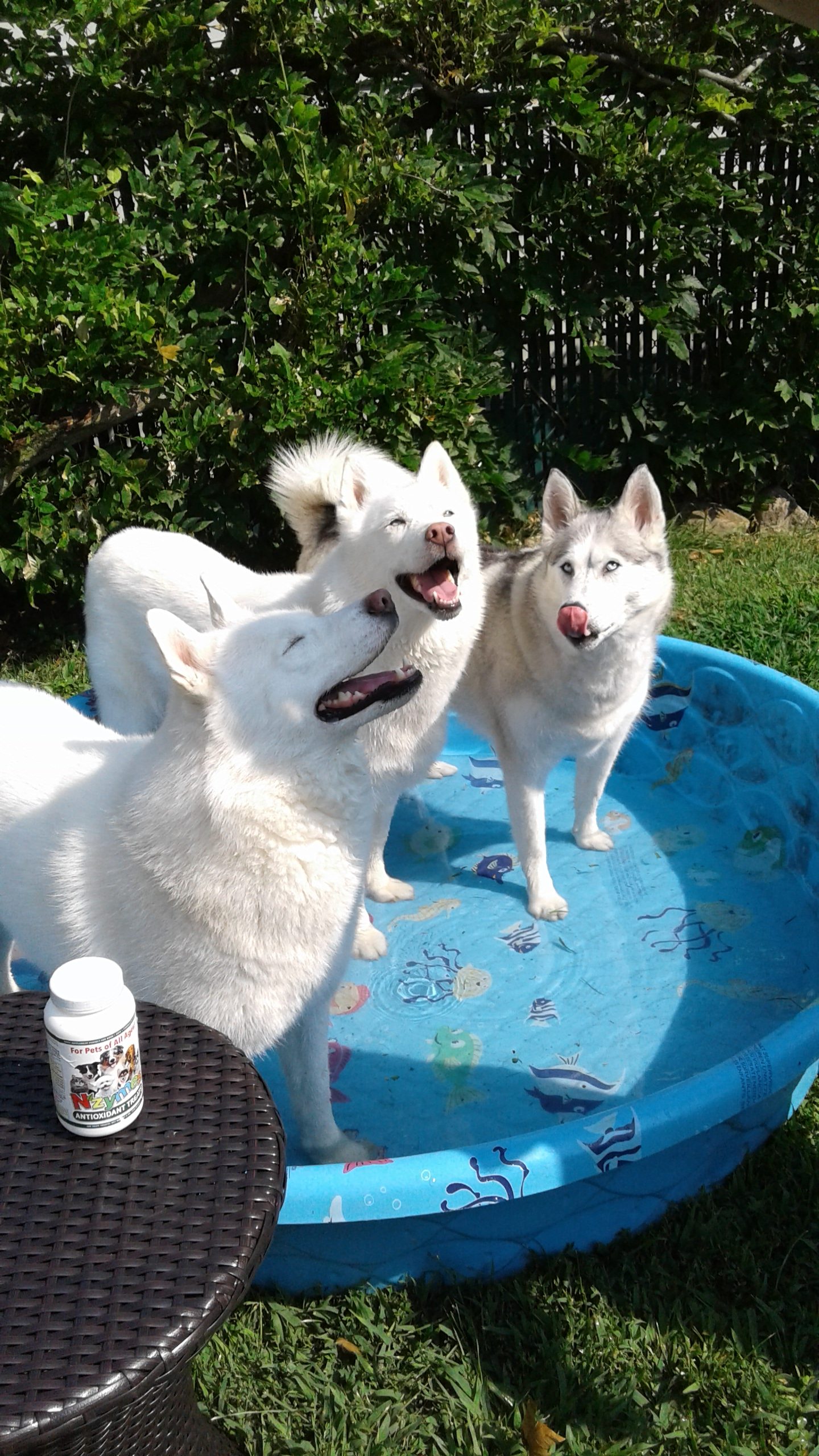 Husky's 