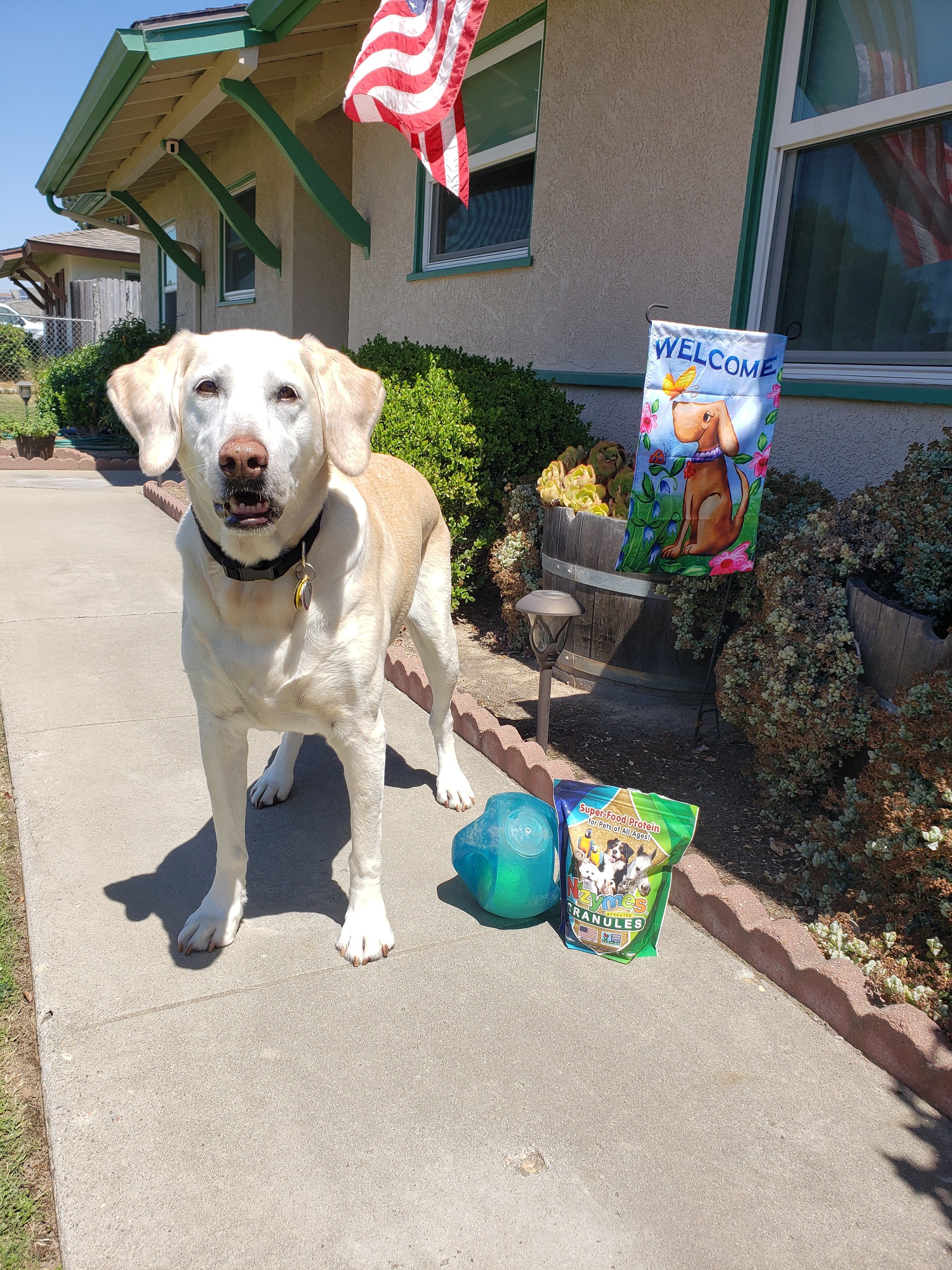 Labrador Allergies