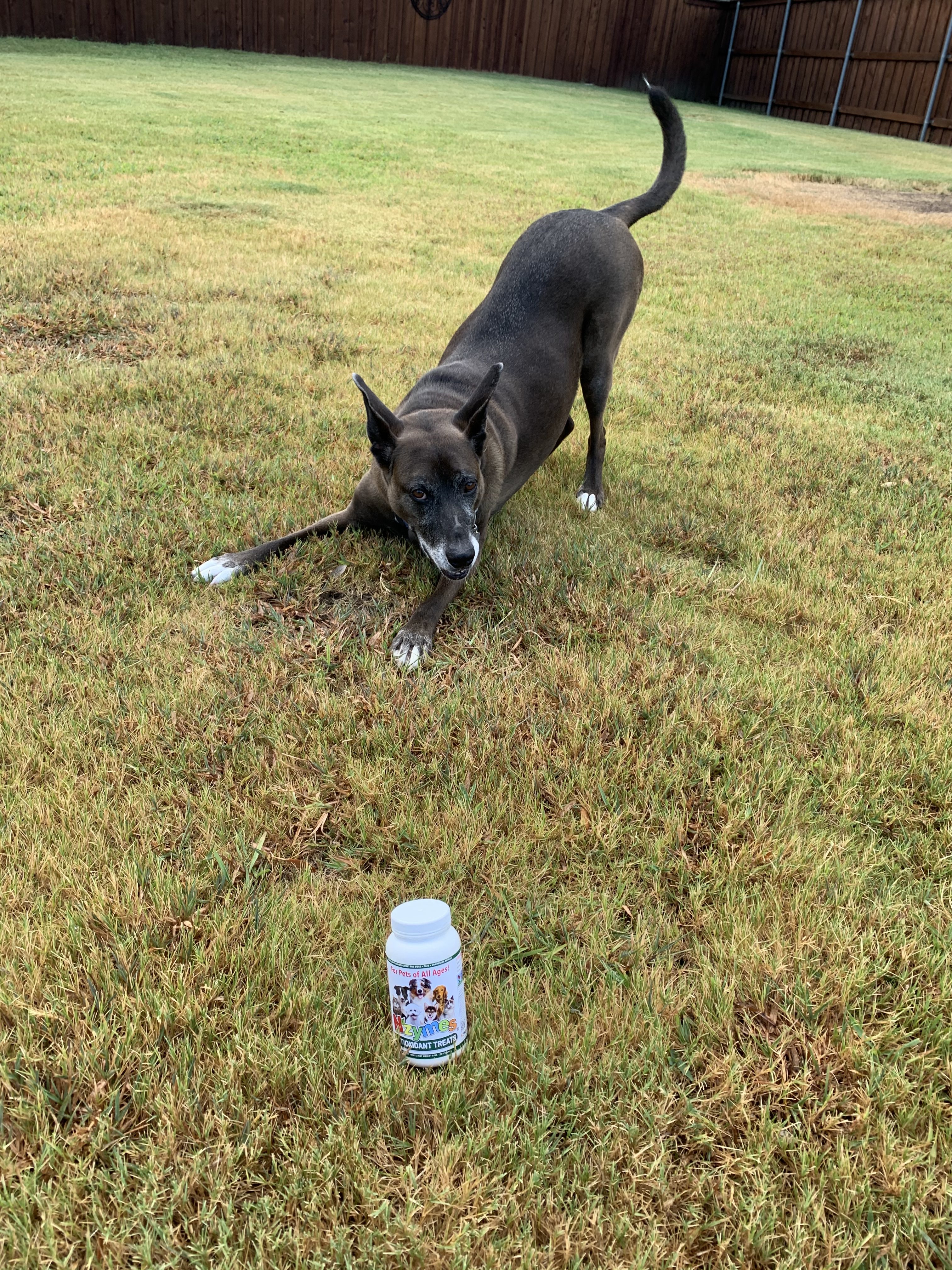 Chance_Gumbert_1 Belgian Malinois Dysplasia