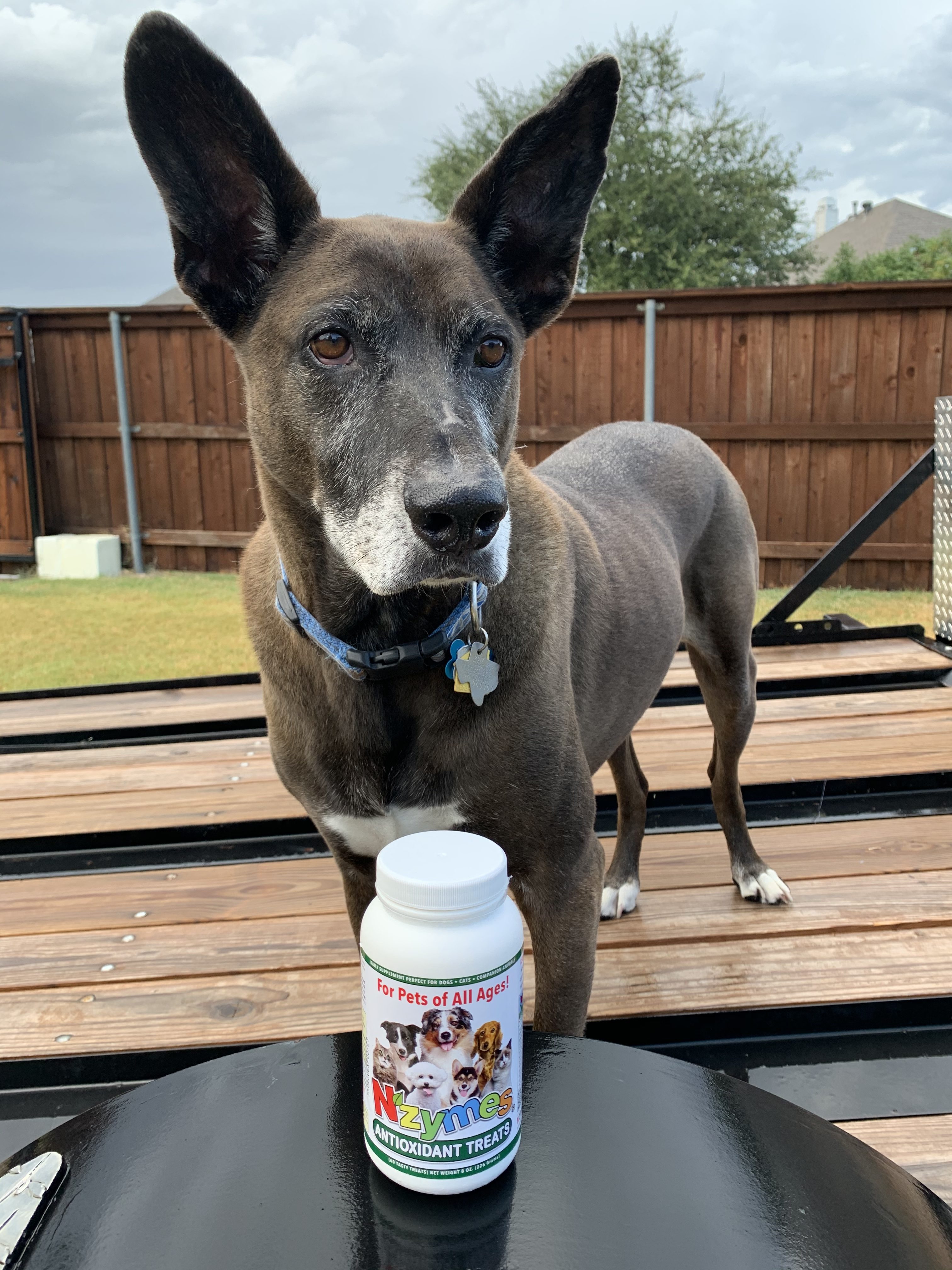 Chance_Gumbert_2 Belgian Malinois Dysplasia