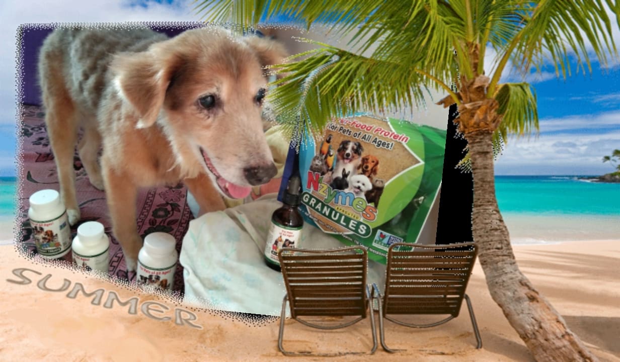 Clotey_Boja Seizure health for dogs
