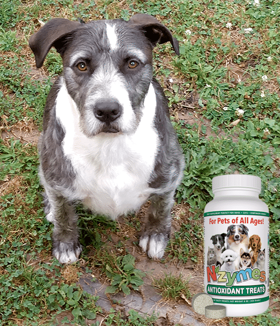 Deisel_stolz dog
