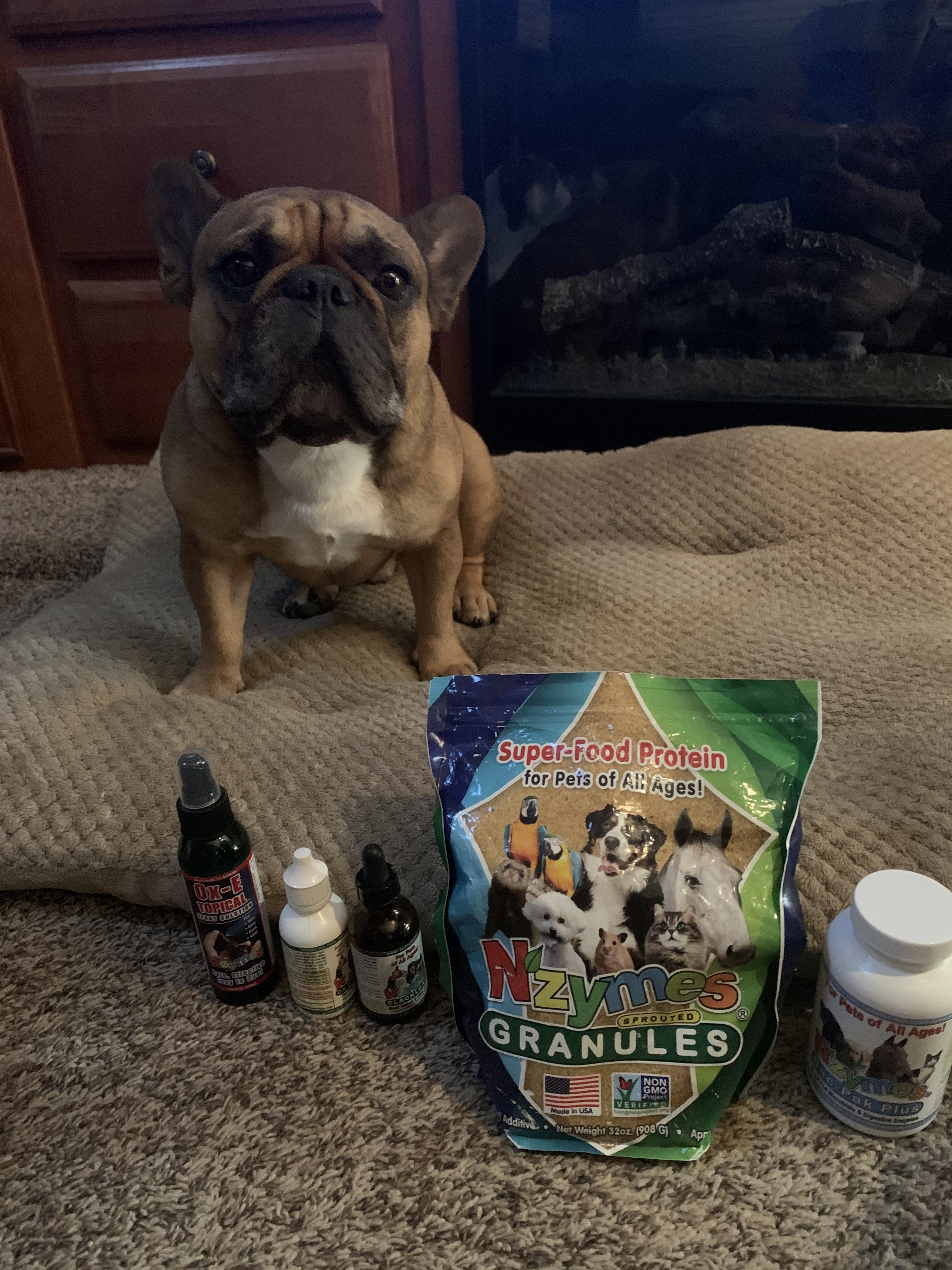 Dufus_Stahl French Bulldog