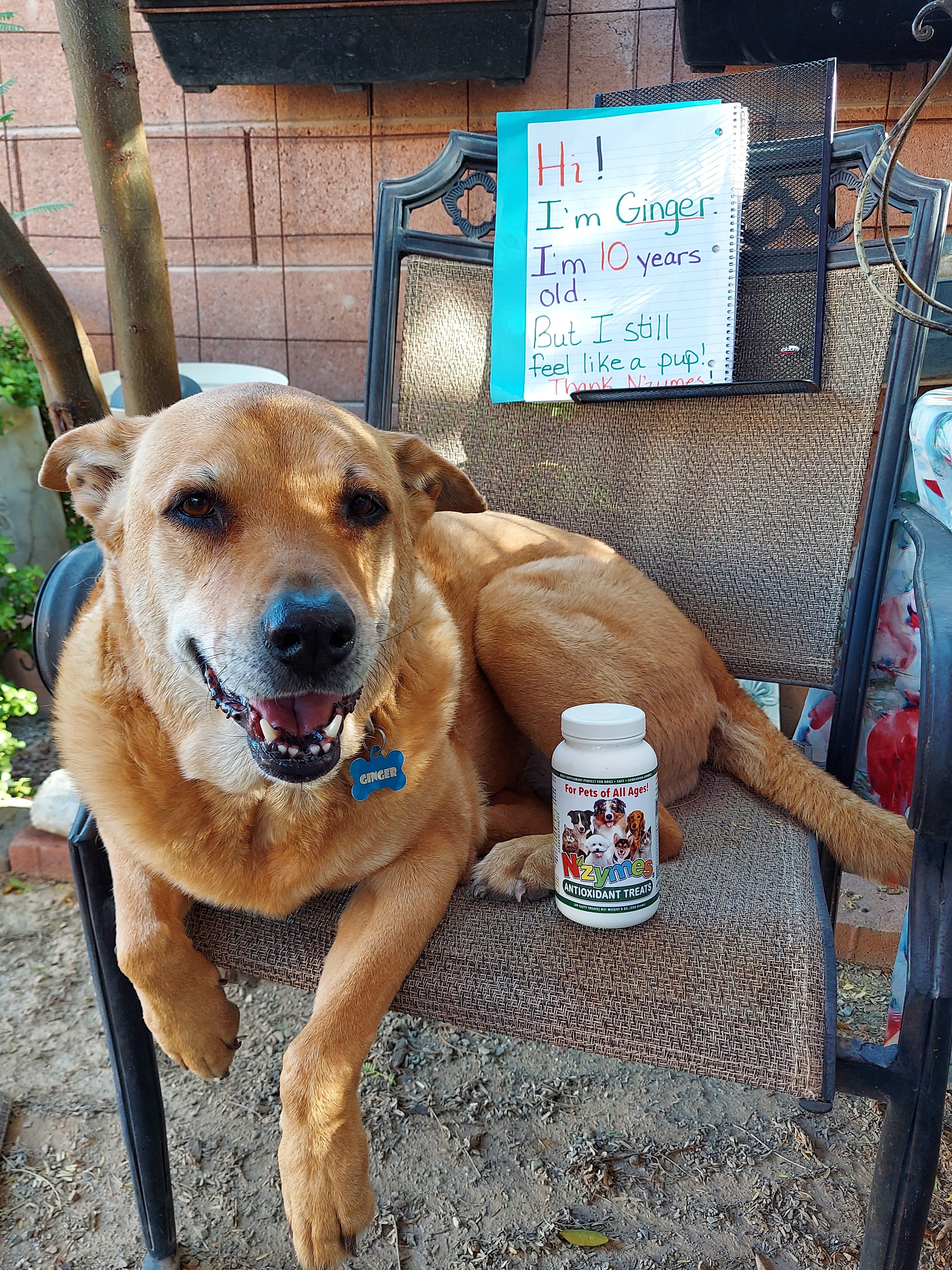 Ginger_Chavez_1 labrador arthritis