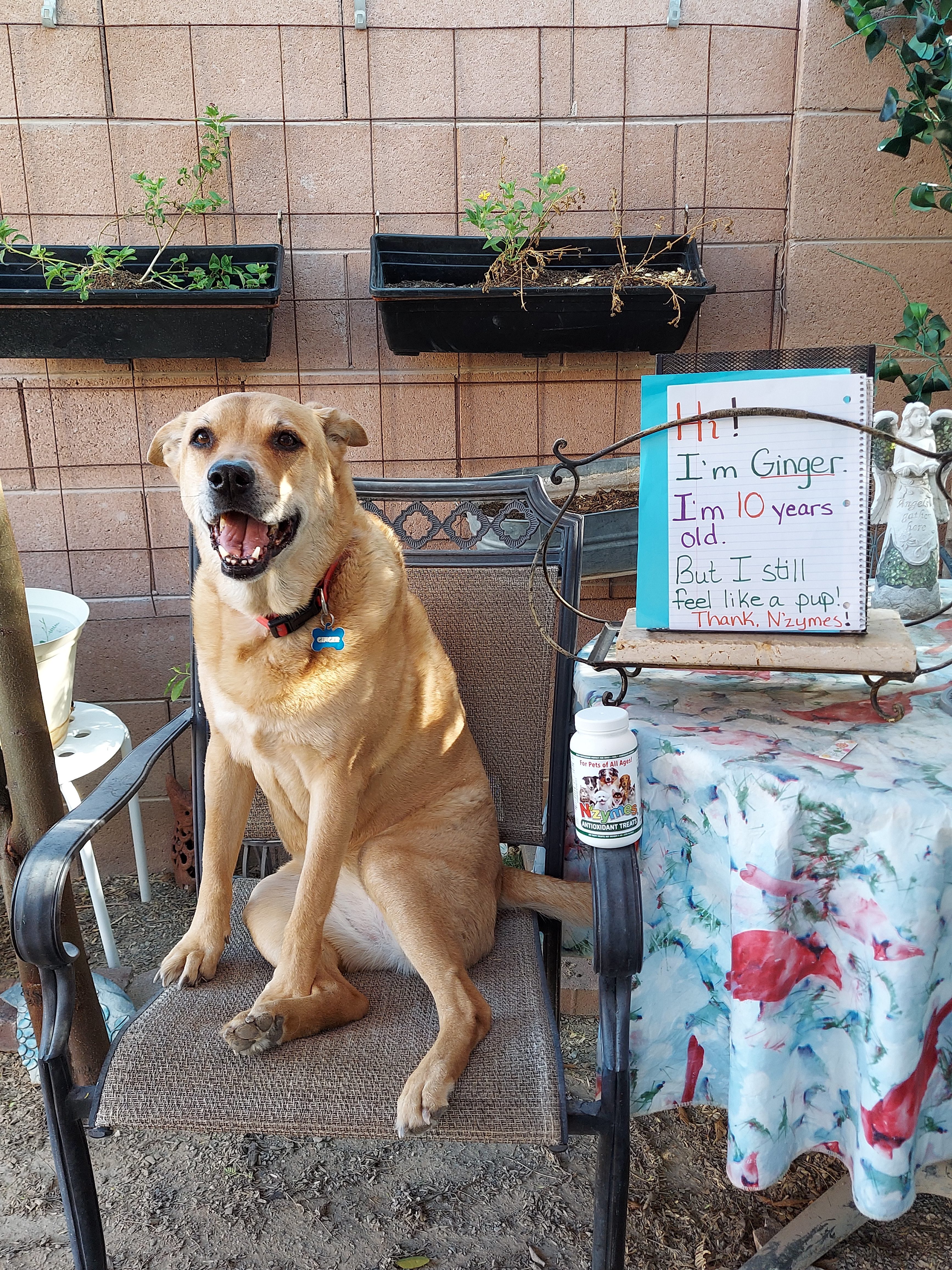 Ginger_Chavez_2 labrador arthritis