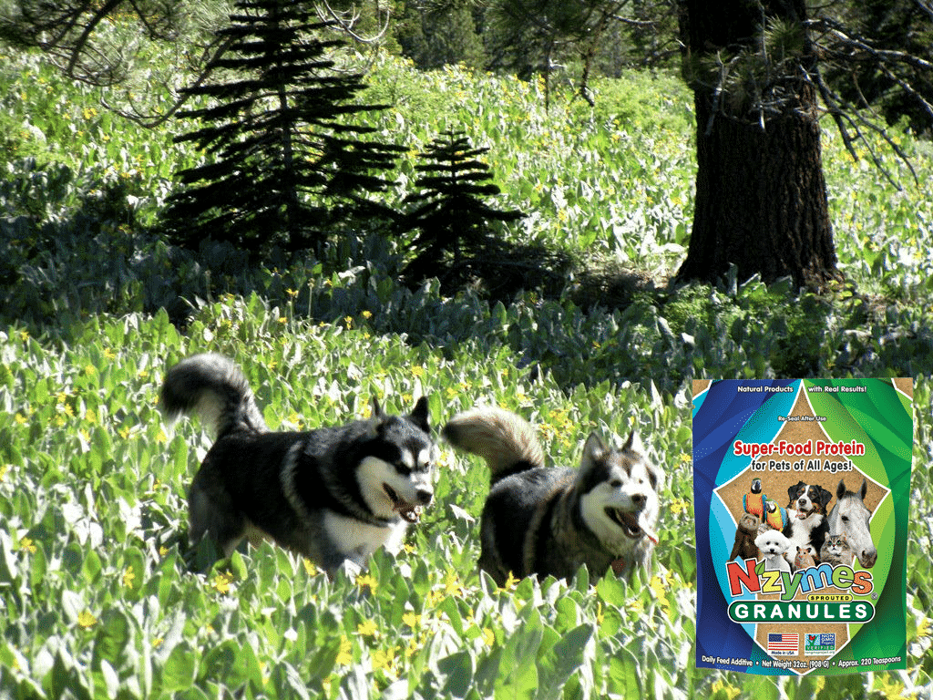 Hajji-Baba-Jadie-summer-photo-contest Malamute health