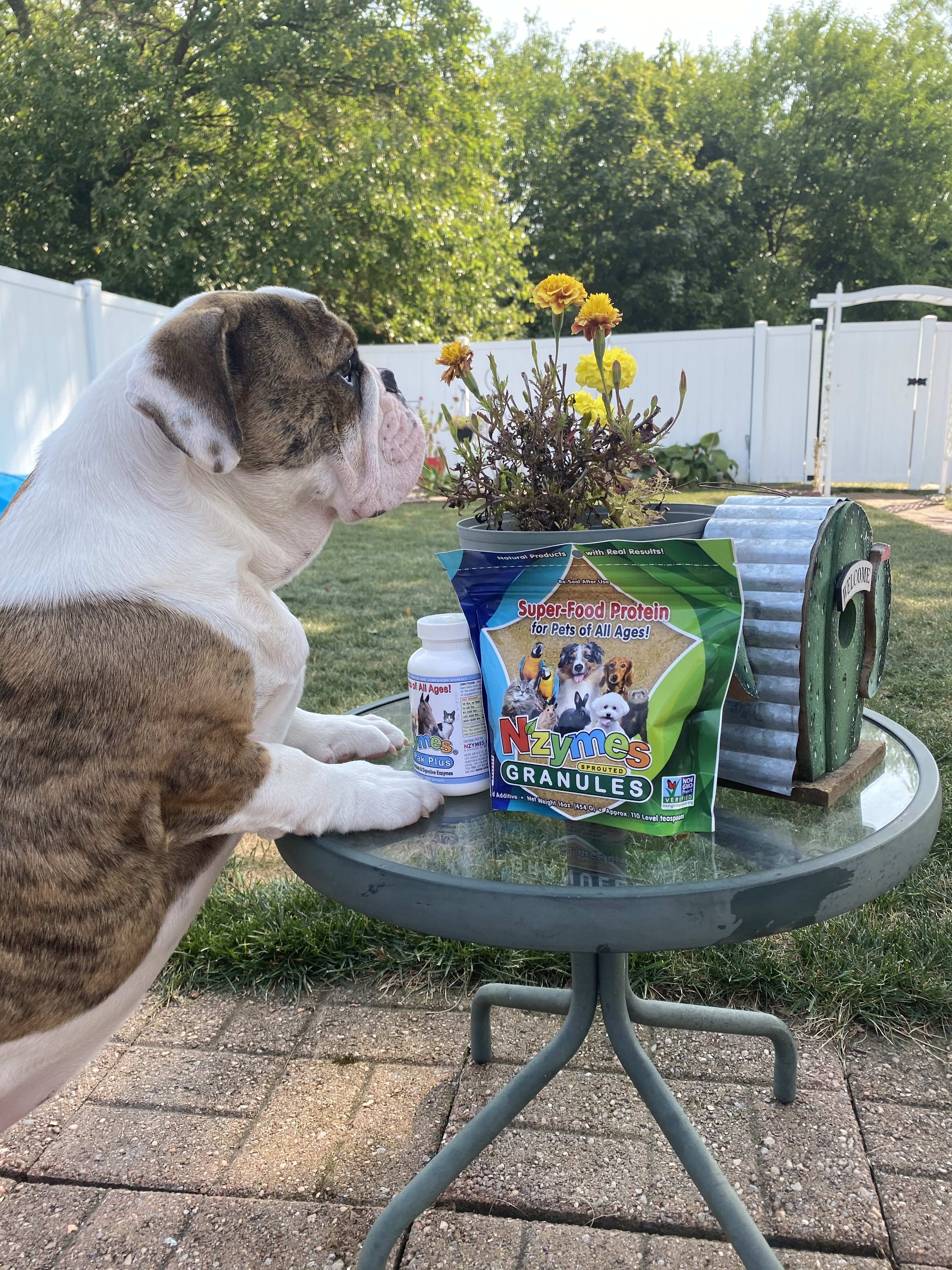 Hazel_Marie_Tuss Eng Bulldog