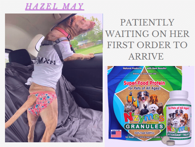 Hazel_May_Blank pit bull with yeast