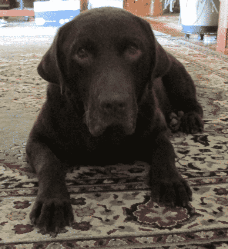 Midas_2 Chocolate Lab walks again
