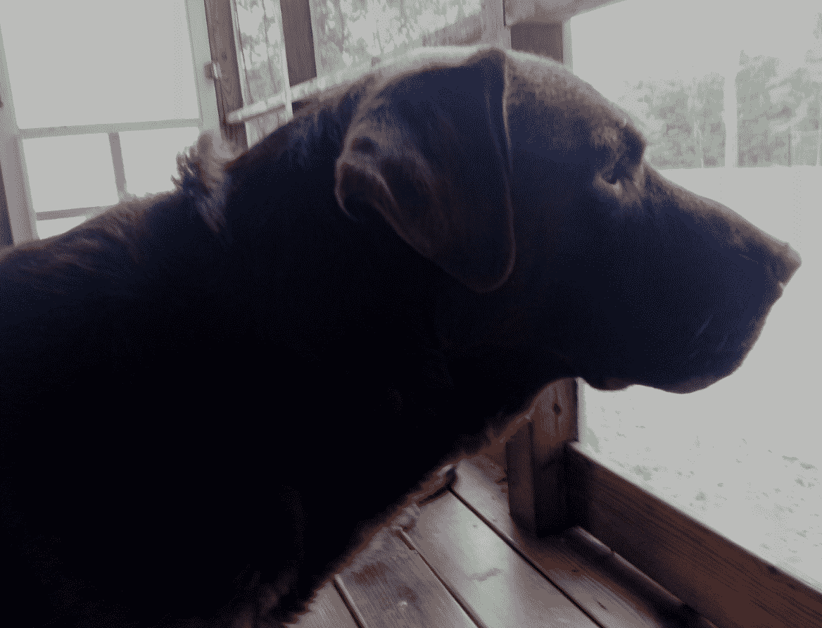 Midas_3 chocolate lab paralysis
