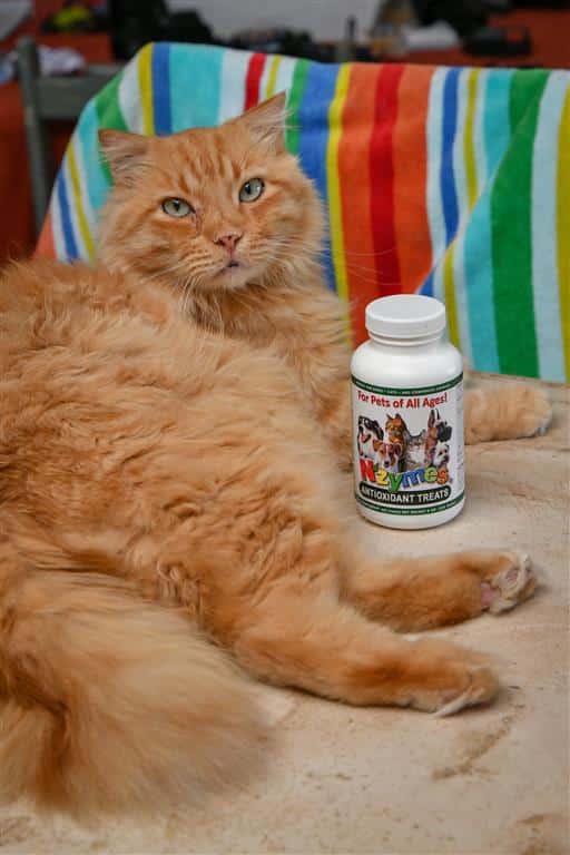 Mr_orange_West Maine Coon heatlh