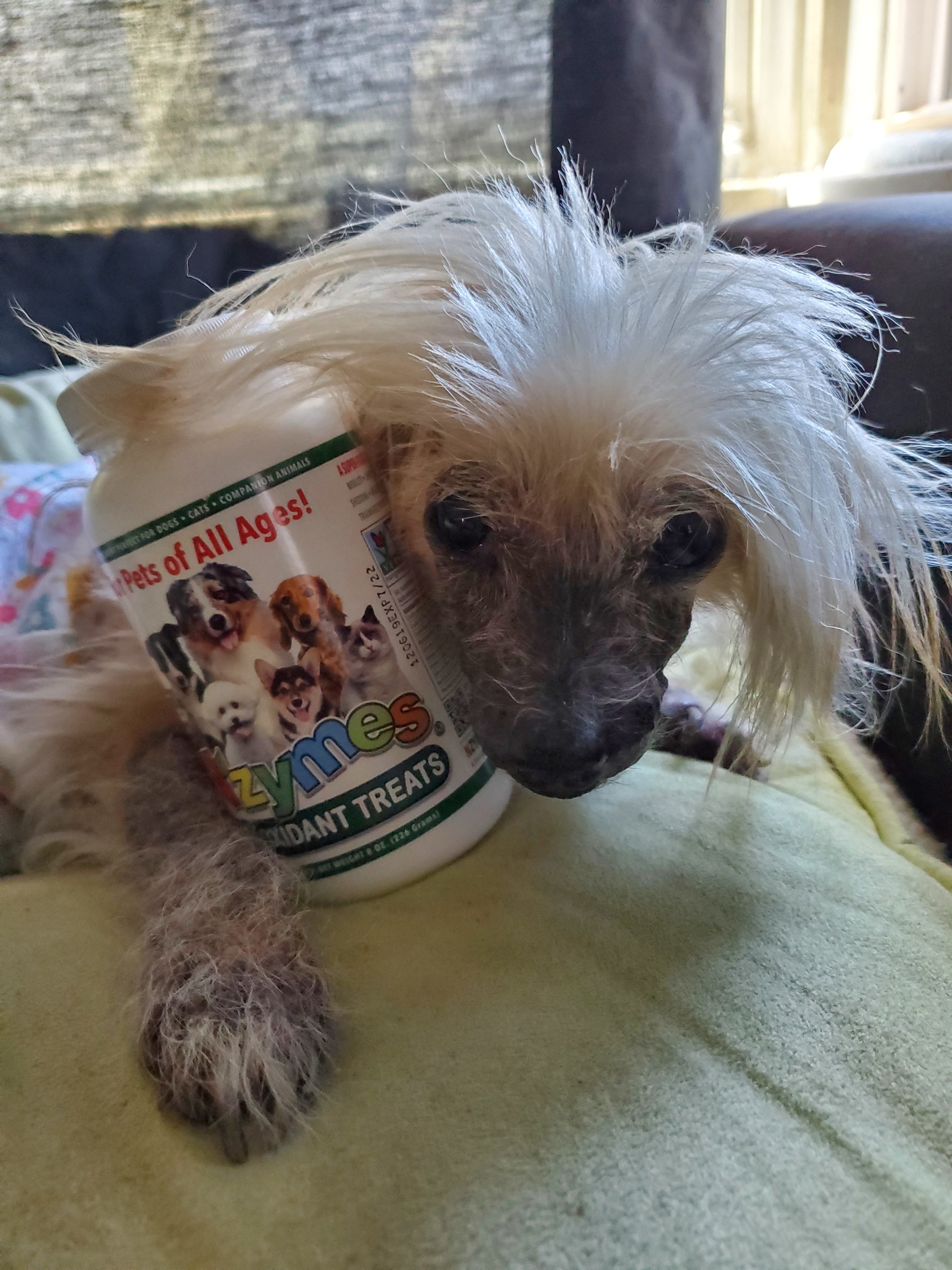 Pooton_Cohen Dog Survives Cancer