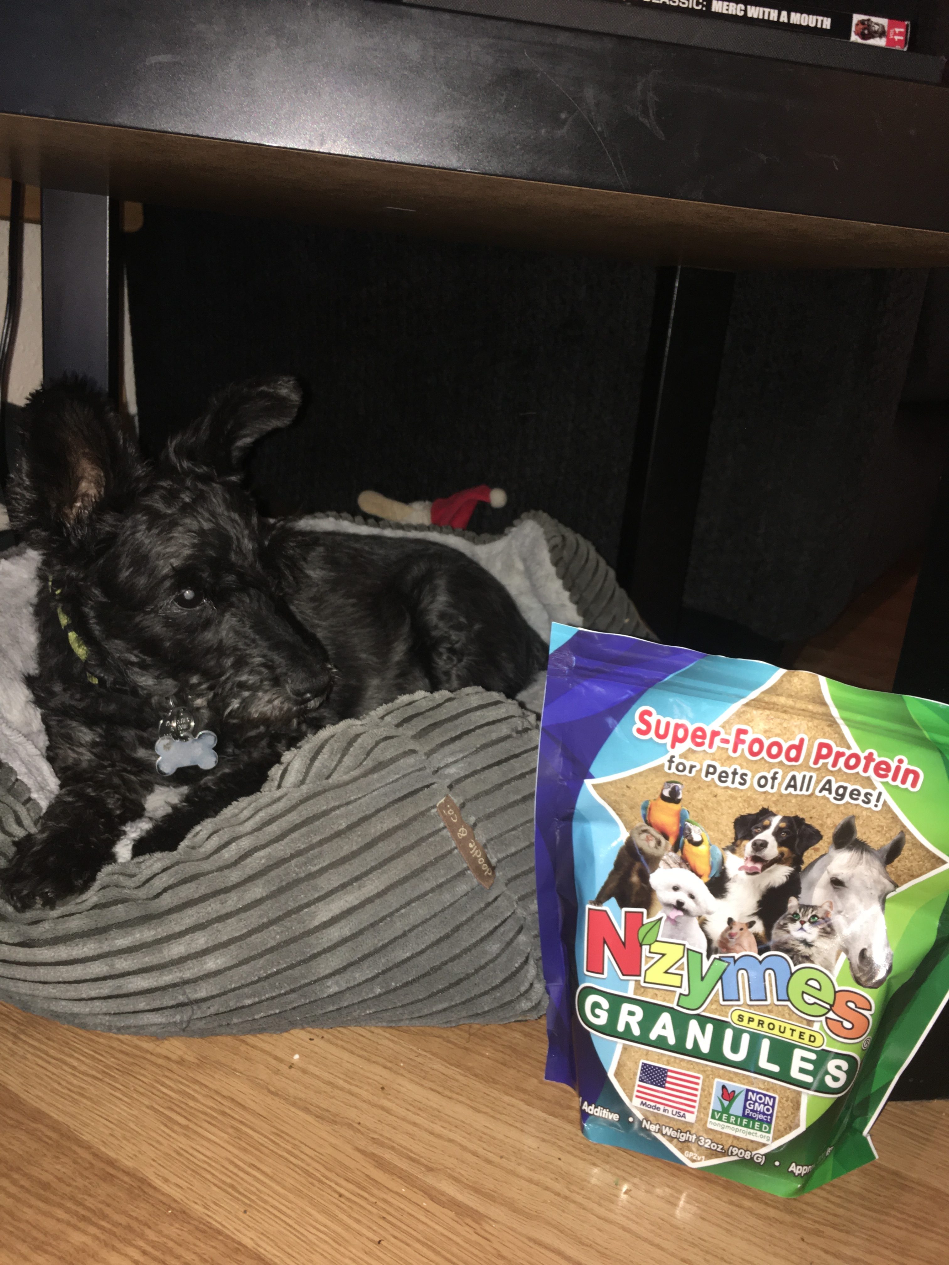 Rocko_Beaudin Schnauzer health