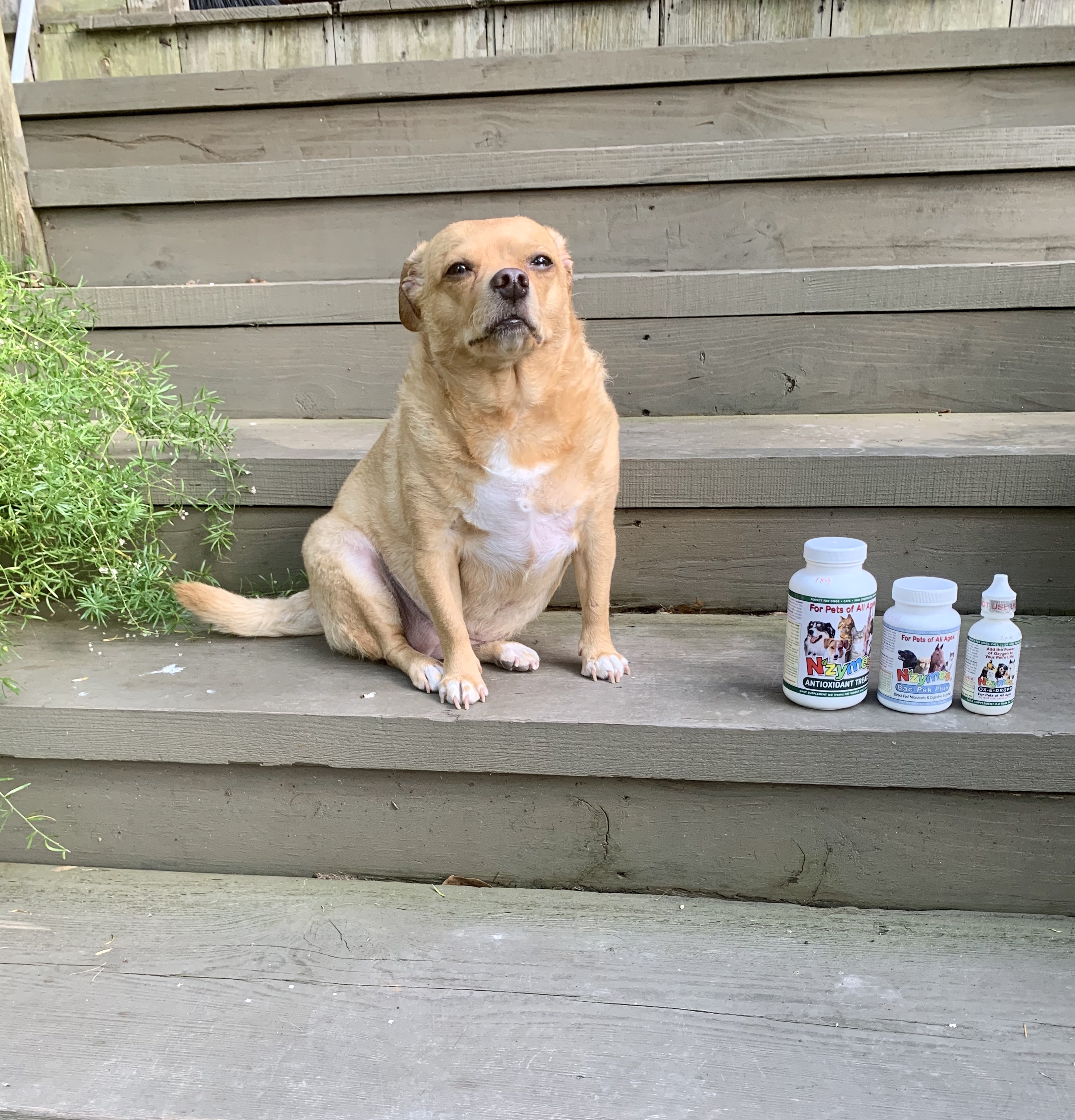 Rosie_Conella Rescue pup