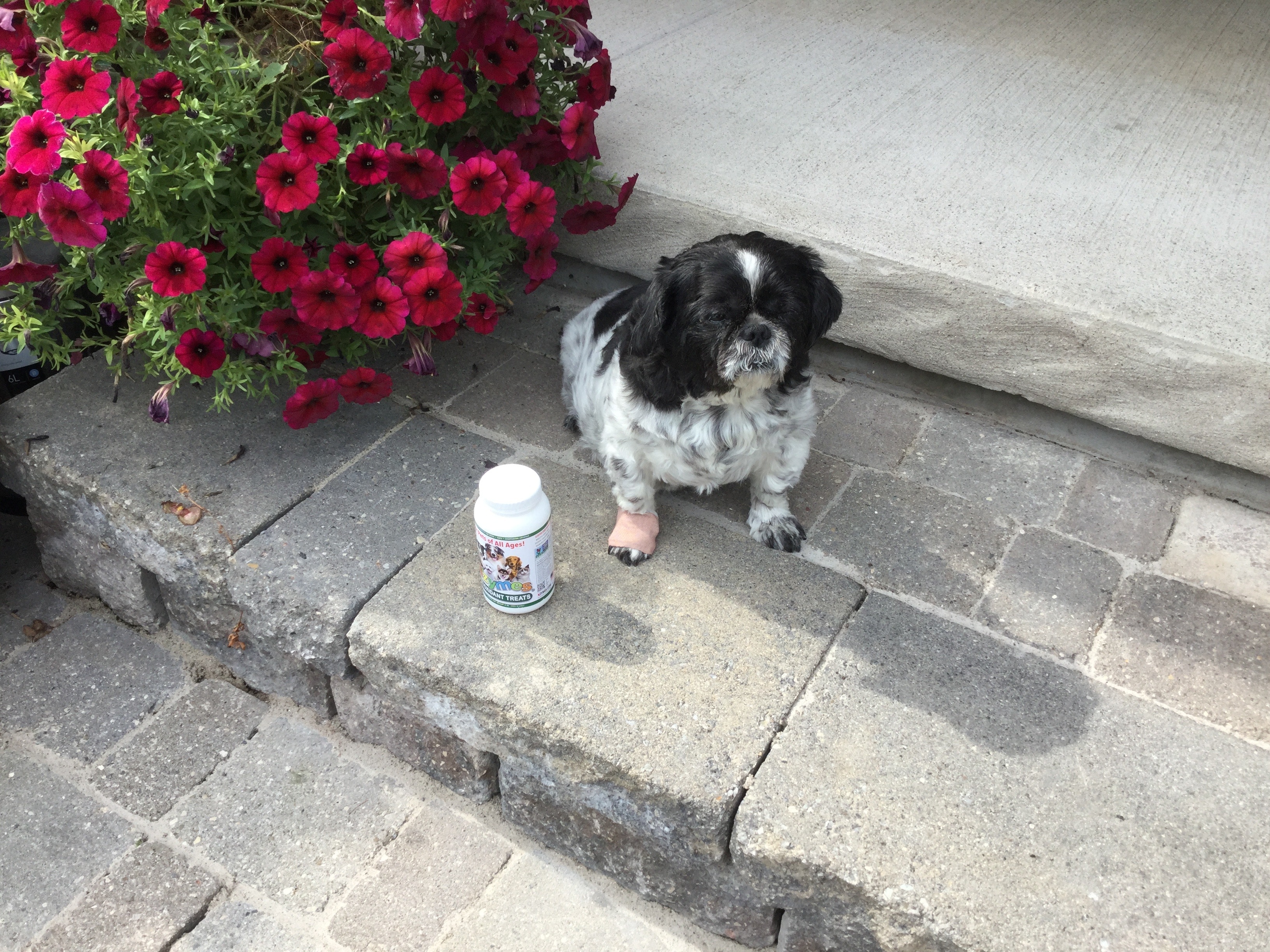 Sam_Walkem dog health