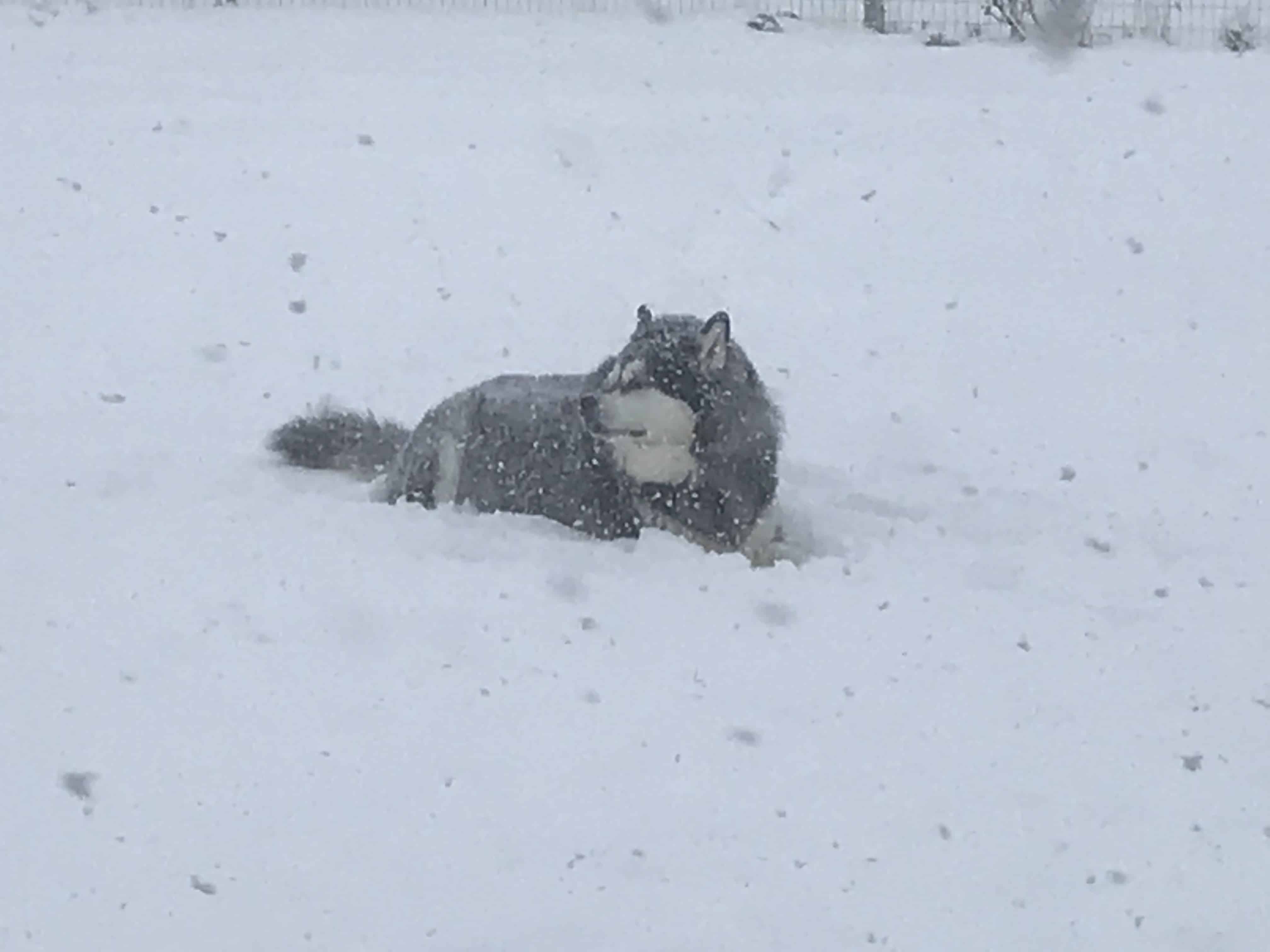 malamute snow