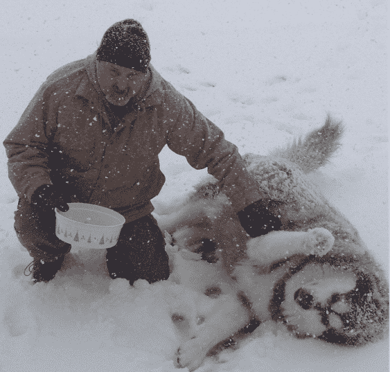 malamute snow