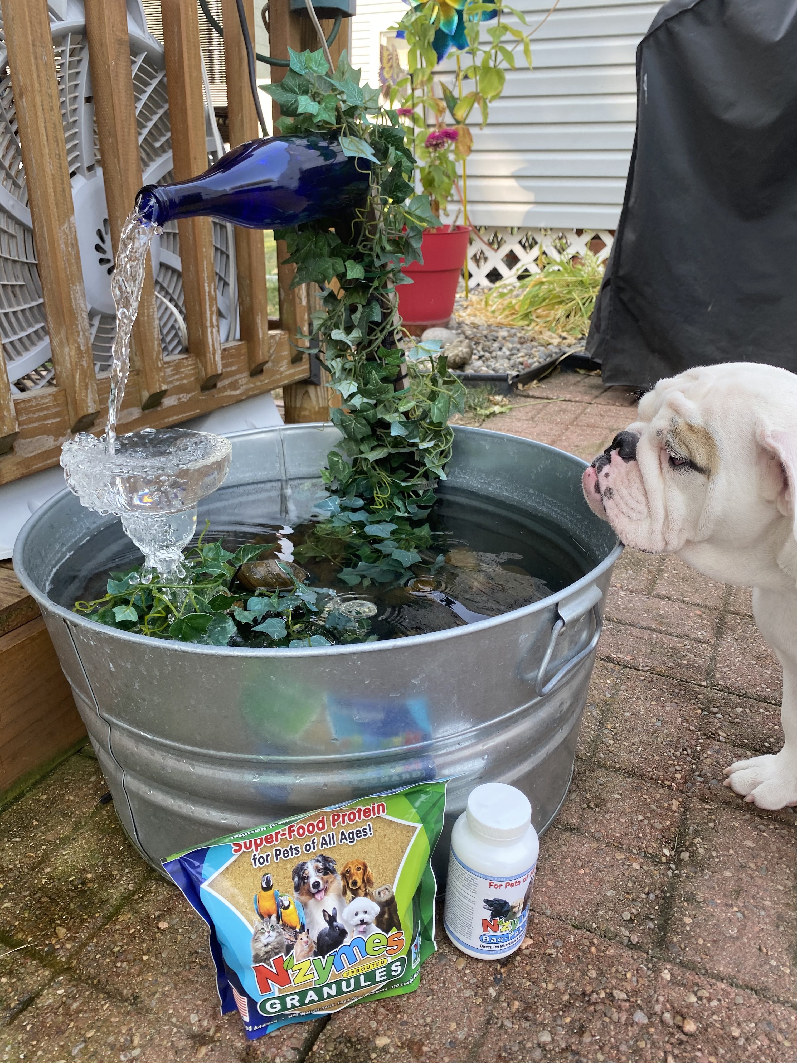 Eng Bulldog pup