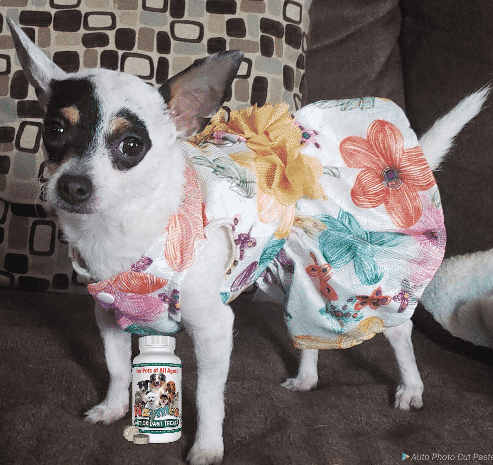 Tinkerbell_Muyleart Dog health