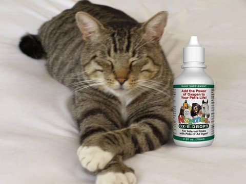 Tommy_Tom_cat Polydactyl Cat