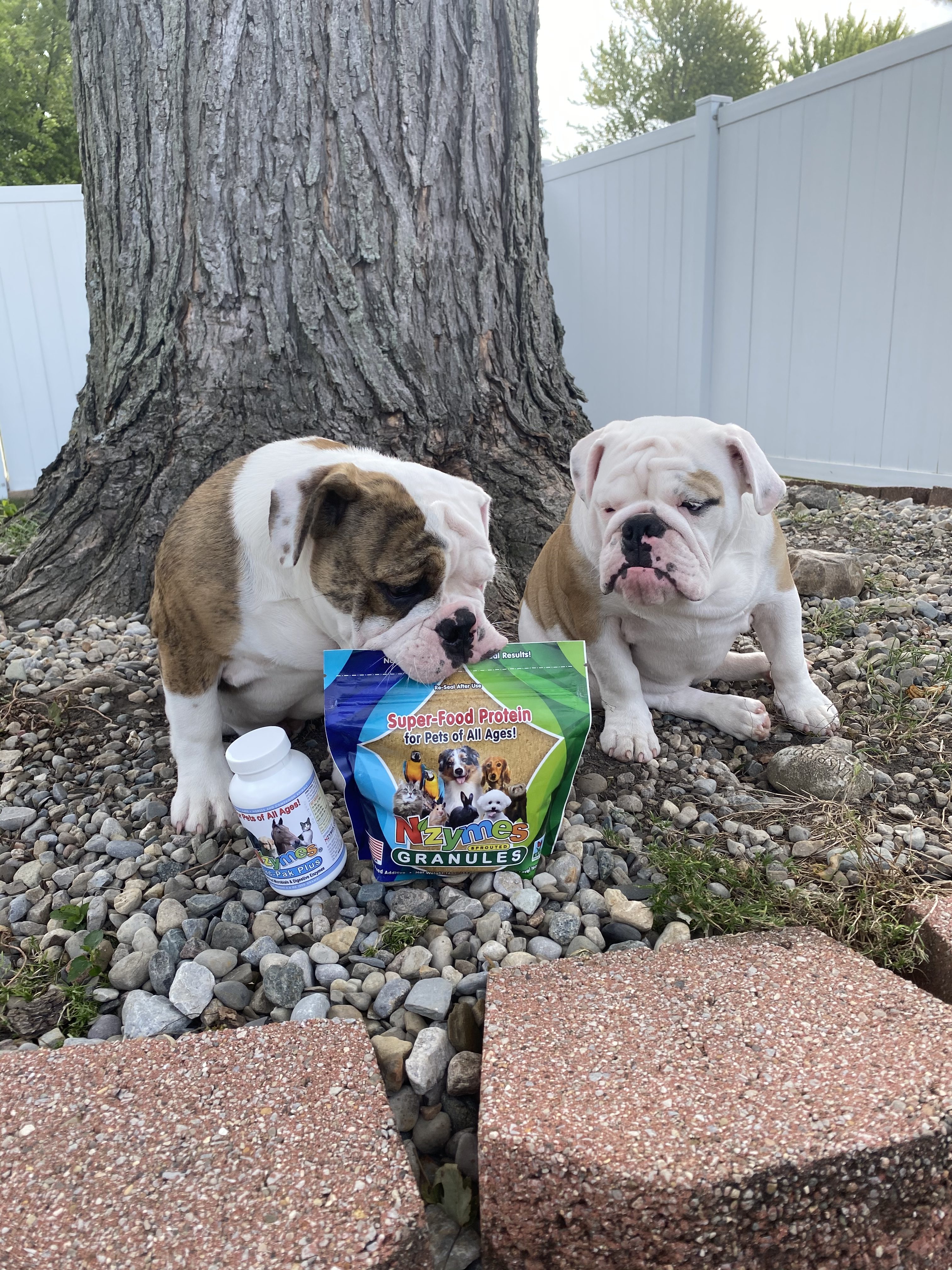 Tuss_pups_1 English Bulldog