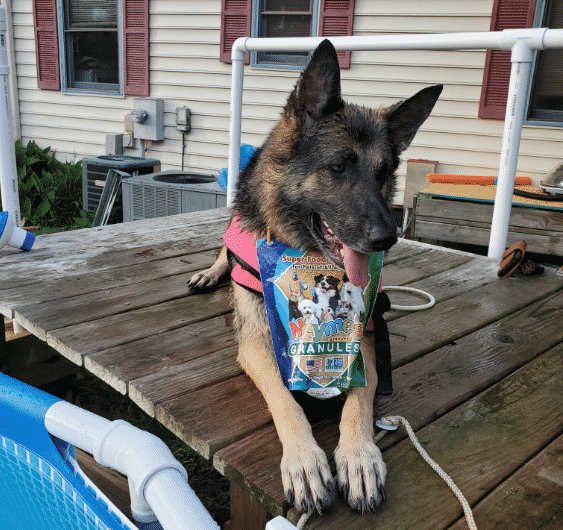 Yarrow_Stewart GSD Hip Dysplasia