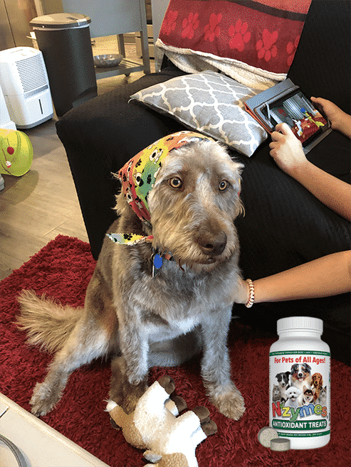 charlee-summer-photo-contest Labradoodle