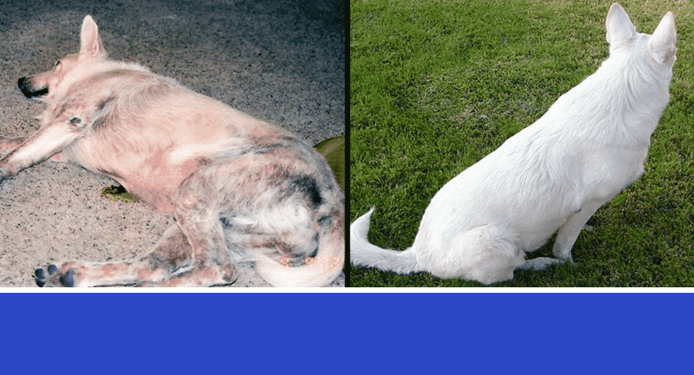 Dog Healthy Skin Program