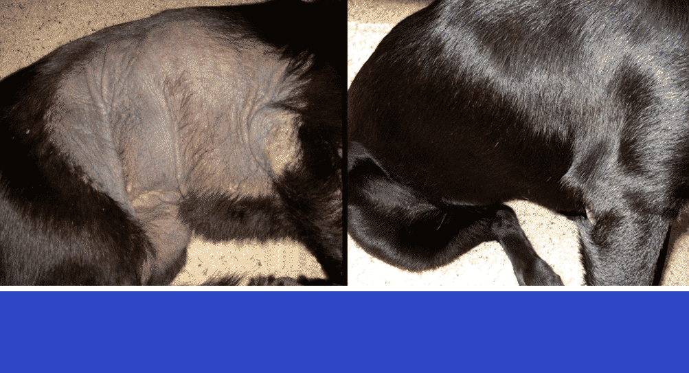 Dog Black Skin Disease or Elephant Skin