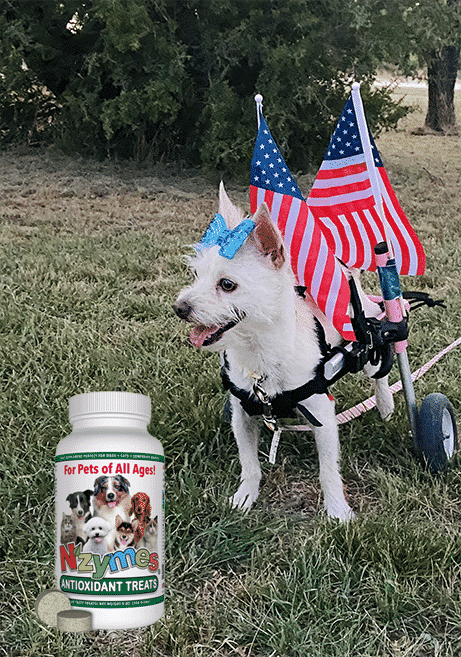 snow-summer-photo-contest Terrier broken spine