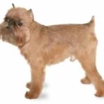 Brussels Griffon Sees Relief from Limping