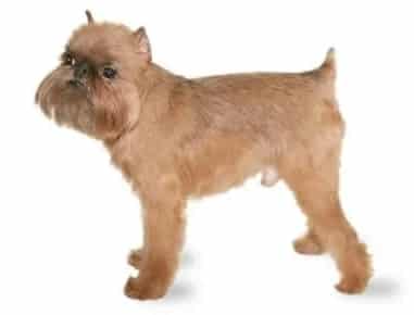 brussels-griffon-example Limping of Brussels Griffon
