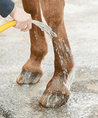 Cold Hosing a Horse's Leg