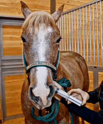 giving-horse-oxe-orally-with-syringe Ox-E-Drops Given Orally to a Horse