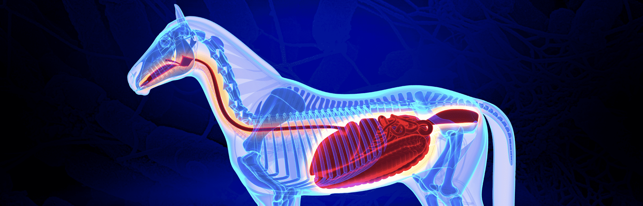 hdr-horse-digestion-main Digestive Issues in Horses
