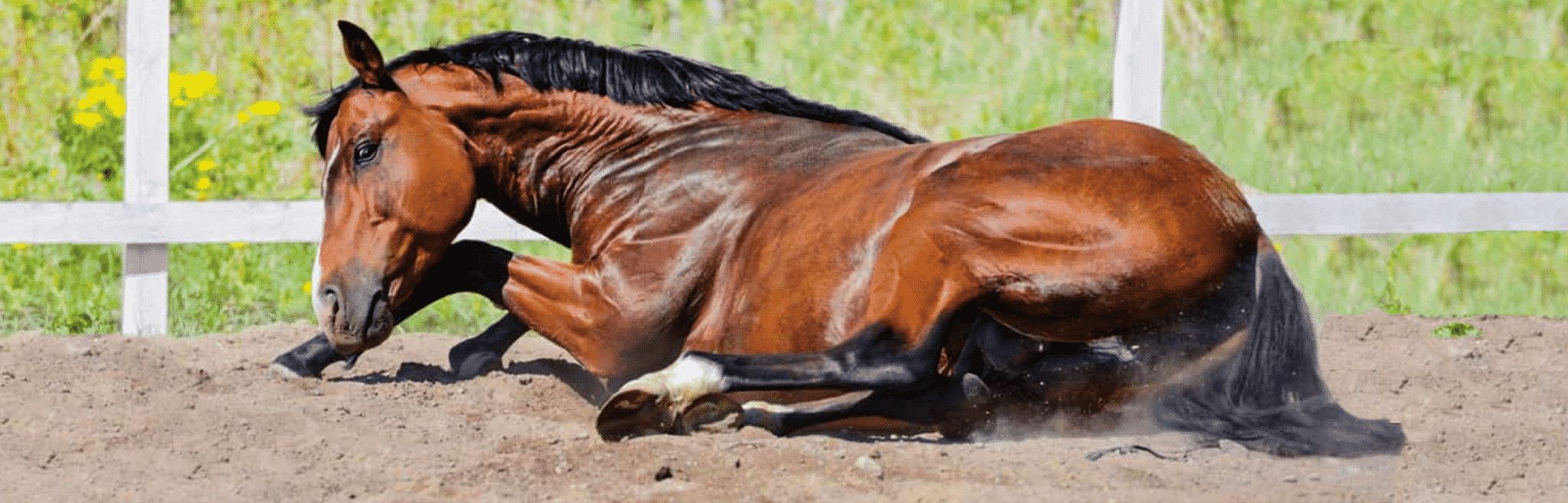 Colic in Horses