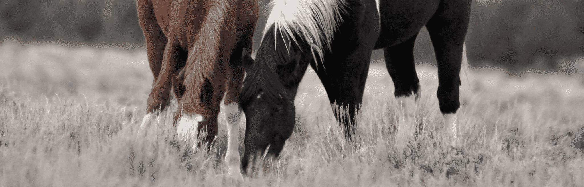 Nutrition and Feeding Guidelines for Horses