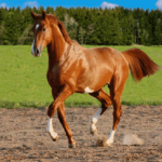 Joint and Mobility Issues in Horses