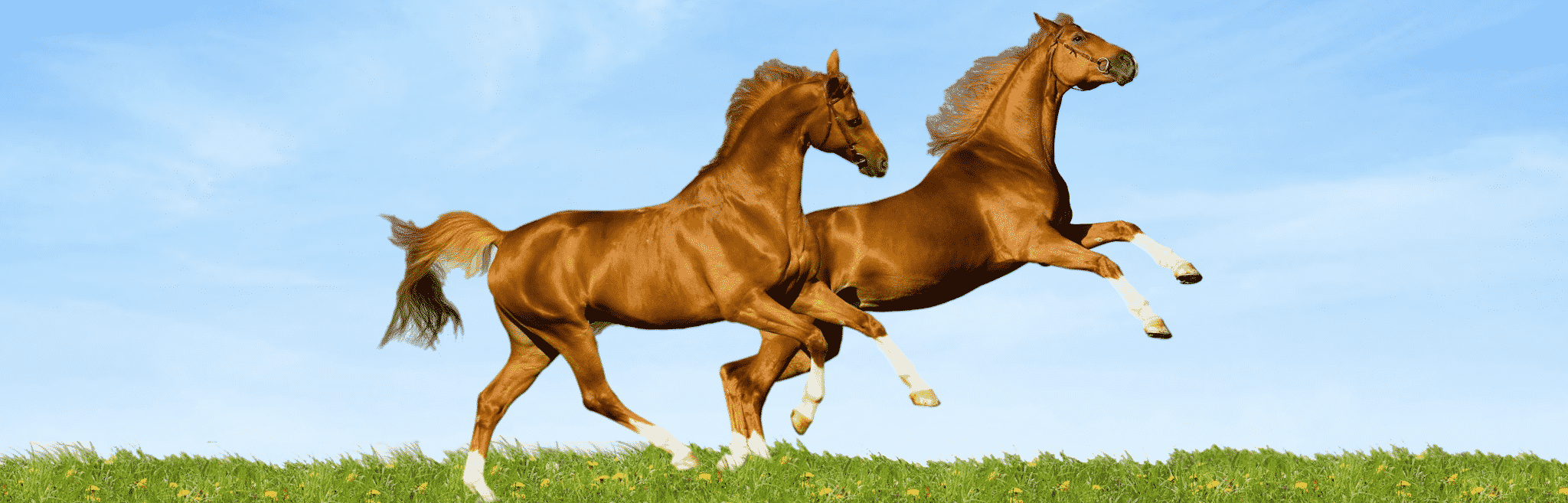 hdr-horse-skin-coat Horse Skin Coat